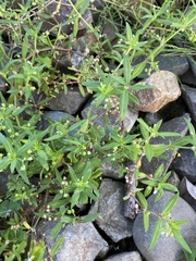 Oldenlandia corymbosa