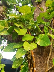 Epipremnum aureum
