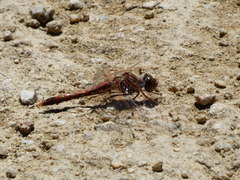 Sympetrum corruptum