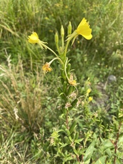 Oenothera parviflora
