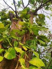 Epipremnum aureum