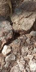 Camponotus rufipes