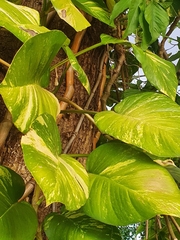 Epipremnum aureum