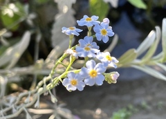 Myosotis scorpioides