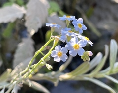 Myosotis scorpioides