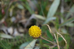 Trifolium badium