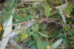 Trifolium badium