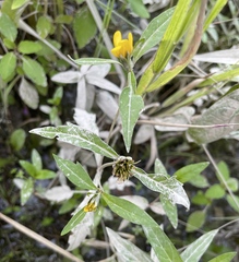 Bidens cernua