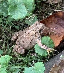 Anaxyrus americanus