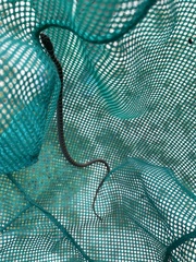 Coluber constrictor constrictor