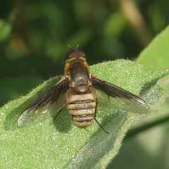 Exoprosopa brevirostris