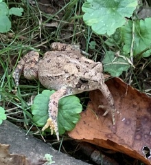 Anaxyrus americanus