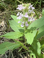 Teucrium