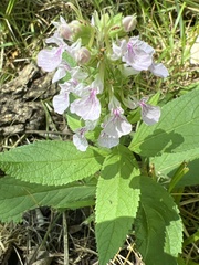 Teucrium