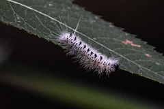 Lophocampa caryae