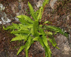 Struthiopteris spicant