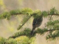 Passerculus sandwichensis