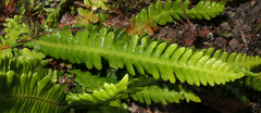 Struthiopteris spicant