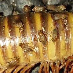 Phoridae