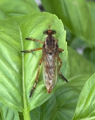 Diogmites platypterus