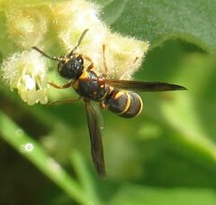 Parancistrocerus fulvipes