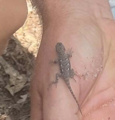 Sceloporus undulatus