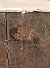 Halyomorpha halys