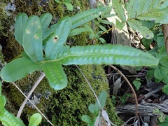 Polypodium scouleri