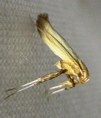 Caloptilia packardella