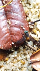 Tabanidae