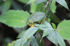 Elleanthus aurantiacus