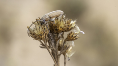 Crossidius testaceus