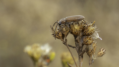Crossidius testaceus