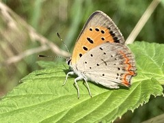 Lycaena phlaeas