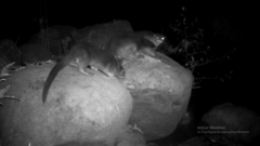 Lontra longicaudis