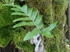 Polypodium scouleri