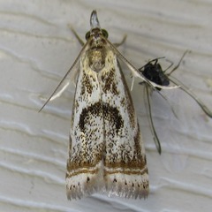 Microcrambus elegans