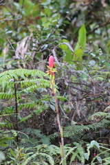 Pitcairnia kniphofioides