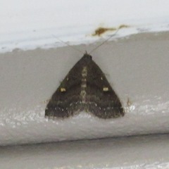 Tetanolita mynesalis