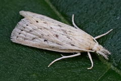 Diatraea lisetta