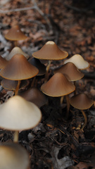Psathyrella
