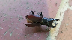 Lucanus elaphus