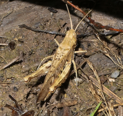 Chorthippus brunneus