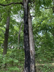 Aleurodiscus oakesii