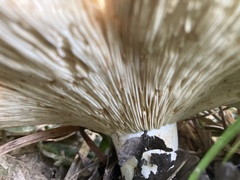 Russula compacta
