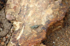 Tetrigoidea