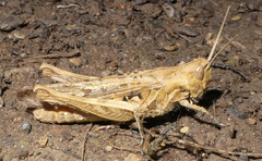 Chorthippus brunneus