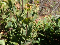 Dirca occidentalis