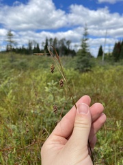 Carex magellanica