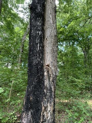 Aleurodiscus oakesii